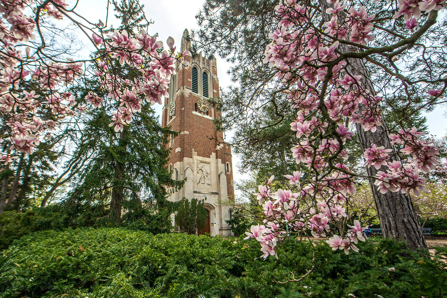 MSU main campus in spring