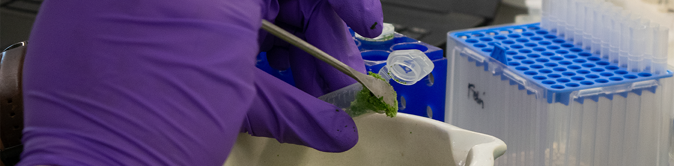Hands wearing purple gloves working at a lab bench