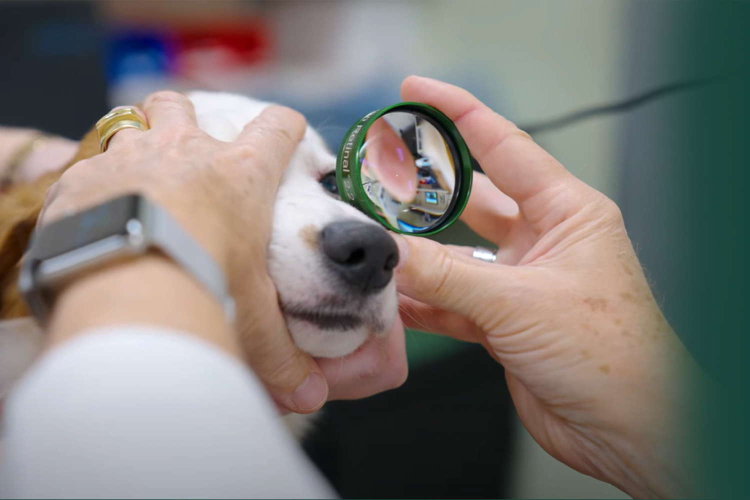 A dog being inspected by a vet
